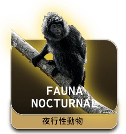 fauna nocturnal