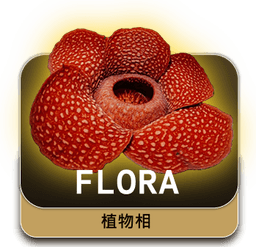 flora
